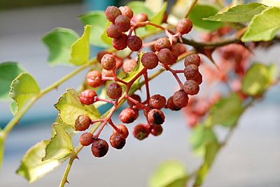 Zanthoxylum simulans - žlutodřev čínský - plodenství (okoličnatá lata)